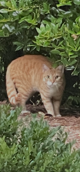 Found/Stray Unknown Cat last seen Bluff Run Drive, Greensboro, NC 27455