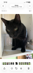 Lost Male Cat last seen Red lion public hse, Sundon, England LU3 3PB