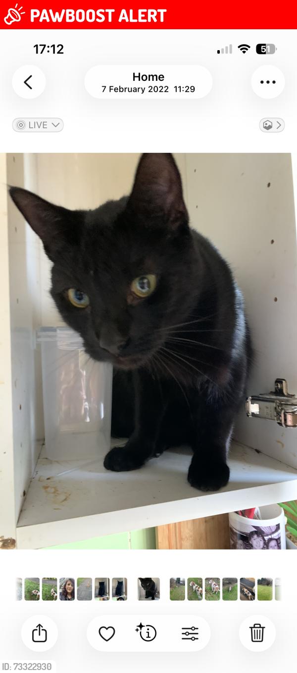 Lost Male Cat last seen Red lion public hse, Sundon, England LU3 3PB
