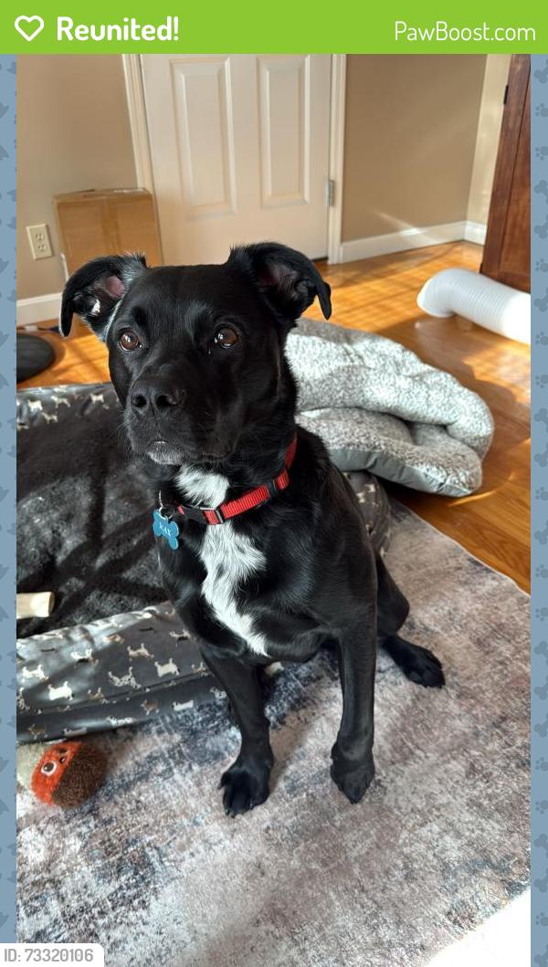 Reunited Male Dog last seen Pratt Farm traiks, Hopkinton, MA 01581