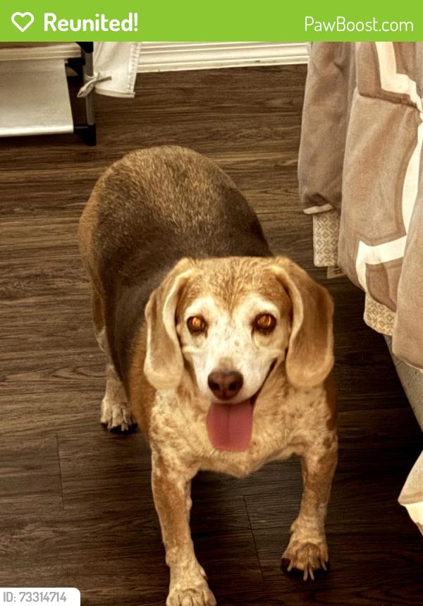 Reunited Male Dog last seen 12th Avenue and Vineyard, Phoenix, AZ 85041