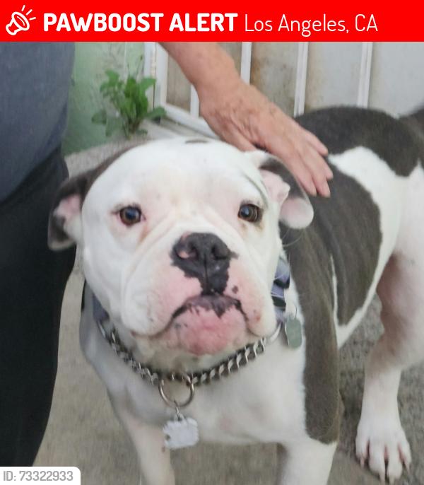 Lost Male Dog last seen Western, Los Angeles, CA 90047