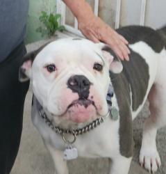 Lost Male Dog last seen Western, Los Angeles, CA 90047