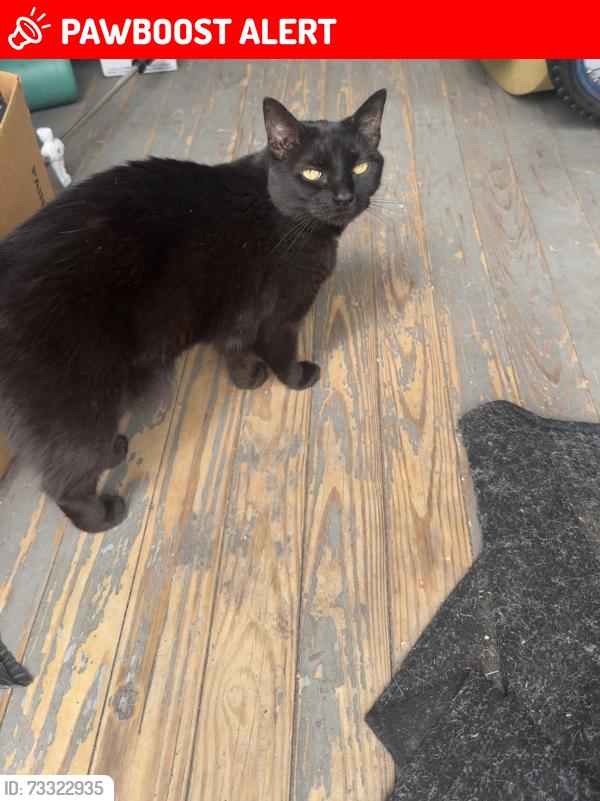 Lost Female Cat last seen near bromley st by the church, South Saint Paul, MN 55075