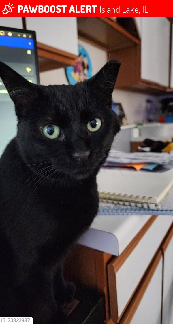 Lost Female Cat last seen Eastway, Island Lake, IL 60042
