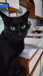 Lost Female Cat last seen Eastway, Island Lake, IL 60042
