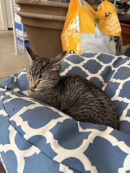 Found/Stray Female Cat last seen River Bluffs neighborhood, Rockford, MI 49341