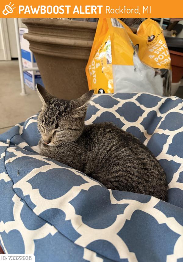 Found/Stray Female Cat last seen River Bluffs neighborhood, Rockford, MI 49341