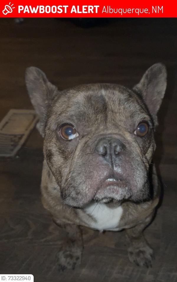 Lost Male Dog last seen Coors Blvd, Albuquerque, NM 87121