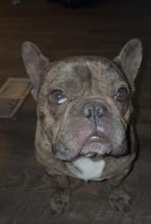 Lost Male Dog last seen Coors Blvd, Albuquerque, NM 87121