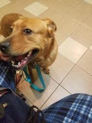 Reunited Female Dog last seen Home backyard- rosewood mill ct, Loganville, GA 30052