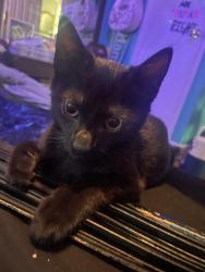 Lost Female Cat last seen ardmore st and frayser blvd, Memphis, TN 38127