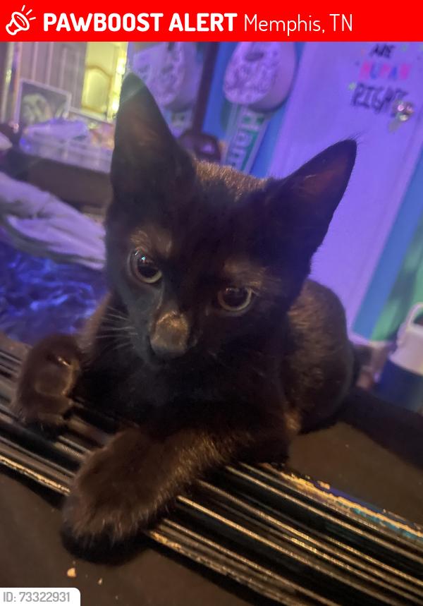 Lost Female Cat last seen ardmore st and frayser blvd, Memphis, TN 38127