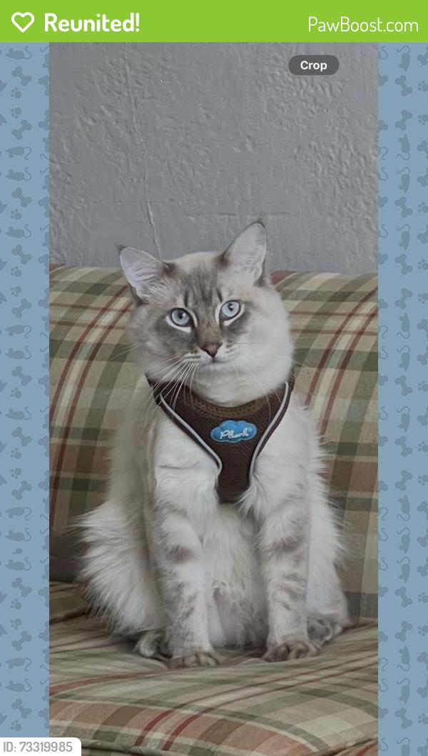 Reunited Male Cat last seen Near Mabley Rd, Jacksonville, FL 32219, USA, Jacksonville, FL 32219