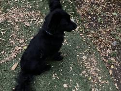 Found/Stray Male Dog last seen Woodlawn lake, San Antonio, TX 78228