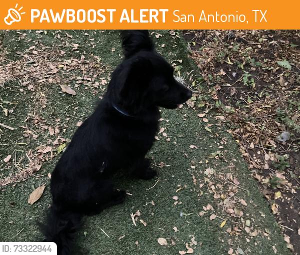 Found/Stray Male Dog last seen Woodlawn lake, San Antonio, TX 78228