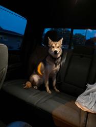 Reunited Male Dog last seen Union Avenue, Prospect, Erie, PA 16510