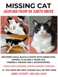 Lost Male Cat last seen Judith Drive between Bragdon Ave & Kilian Drive, Danbury, CT 06811