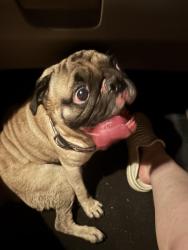 Reunited Male Dog last seen Hildebrand/Blanco, San Antonio, TX 78212