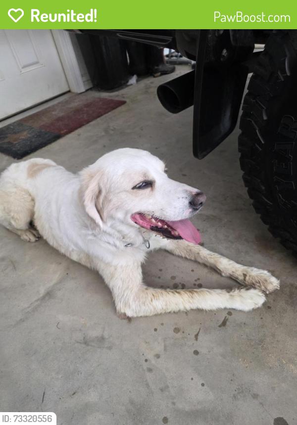 Reunited Male Dog last seen Hendricks Drive, Silsbee, TX 77656