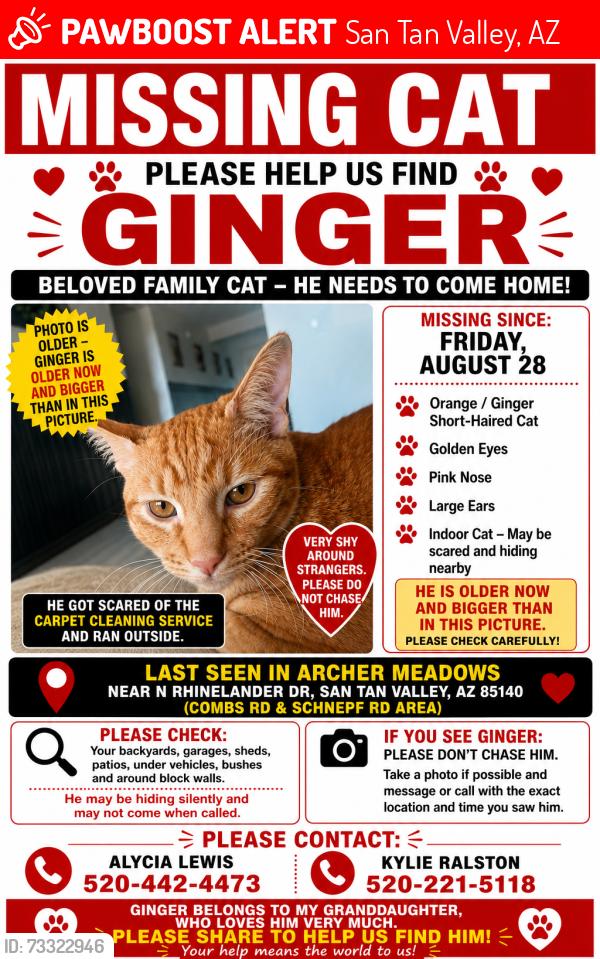 Lost Male Cat last seen Archer Meadows neighborhood, San Tan Valley, AZ 85140