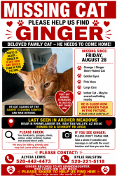 Lost Male Cat last seen Archer Meadows neighborhood, San Tan Valley, AZ 85140