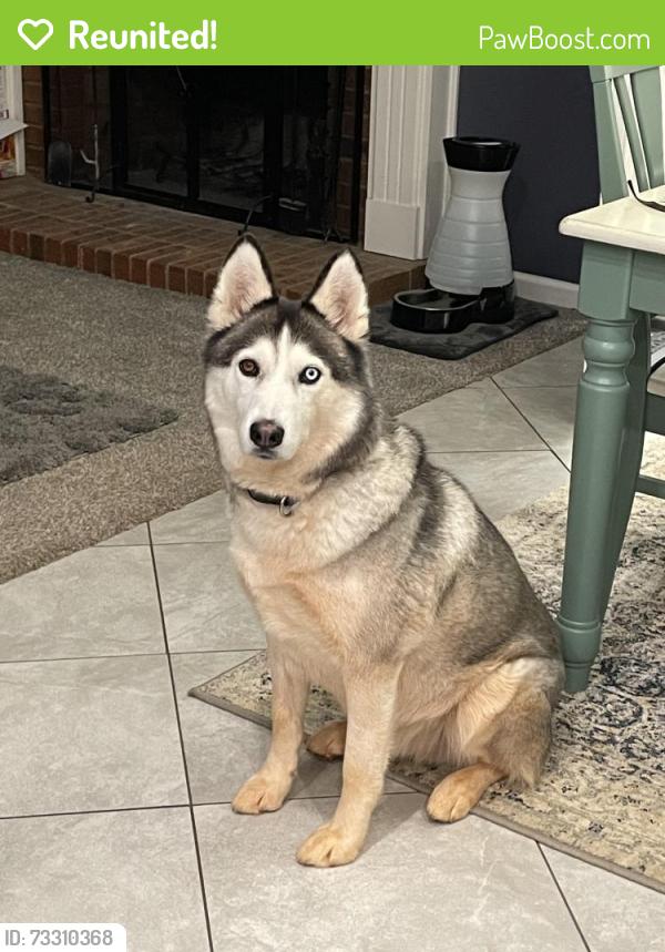 Reunited Male Dog last seen Centerville Rd at Keasler Rd, Anderson, SC 29625