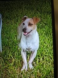 Lost Male Dog last seen Southington st Houston TX, Houston, TX 77033