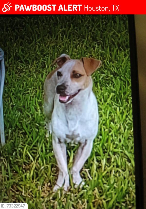 Lost Male Dog last seen Southington st Houston TX, Houston, TX 77033