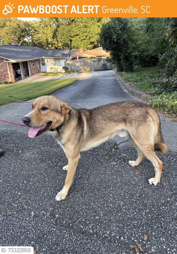 Found/Stray Male Dog last seen Howell Rd. at Adelaide Dr., Greenville, SC 29615