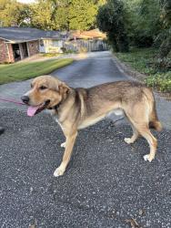 Found/Stray Male Dog last seen Howell Rd. at Adelaide Dr., Greenville, SC 29615