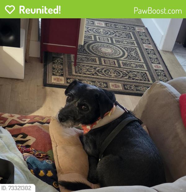 Reunited Female Dog last seen Album Park, El Paso, TX 79925