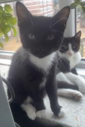 Reunited Male Cat last seen Stansfeld hse, Greater London, England SE1 5PN