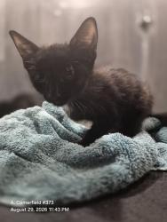 Shelter Stray Male Cat last seen Near BLOCK BURTON, 4710 TX-151, San Antonio, TX 78227, USA
