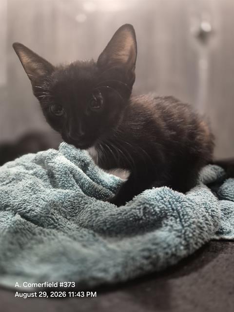 Shelter Stray Male Cat last seen Near BLOCK BURTON, 4710 TX-151, San Antonio, TX 78227, USA