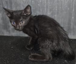Shelter Stray Male Cat last seen Near BLOCK BURTON, 4710 TX-151, San Antonio, TX 78227, USA