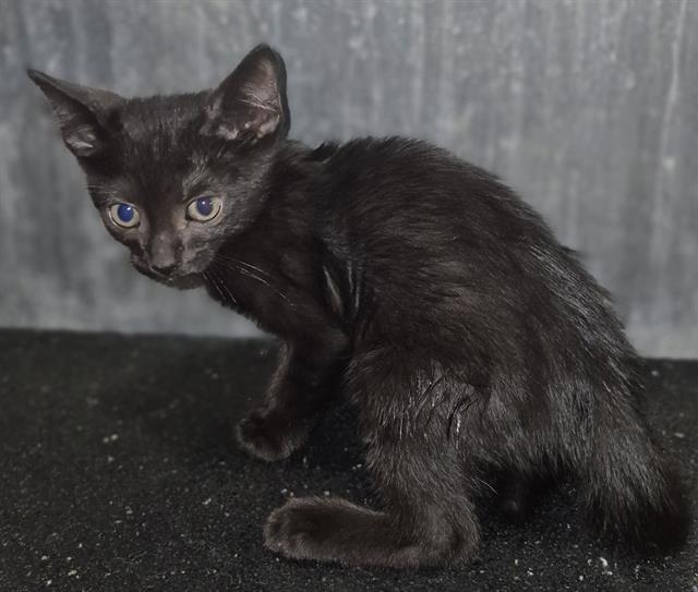 Shelter Stray Male Cat last seen Near BLOCK BURTON, 4710 TX-151, San Antonio, TX 78227, USA