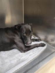 Shelter Stray Female Dog last seen DR.MLK X KIENLEN AVE, 10521 Baur Blvd, Olivette, MO 63132, USA