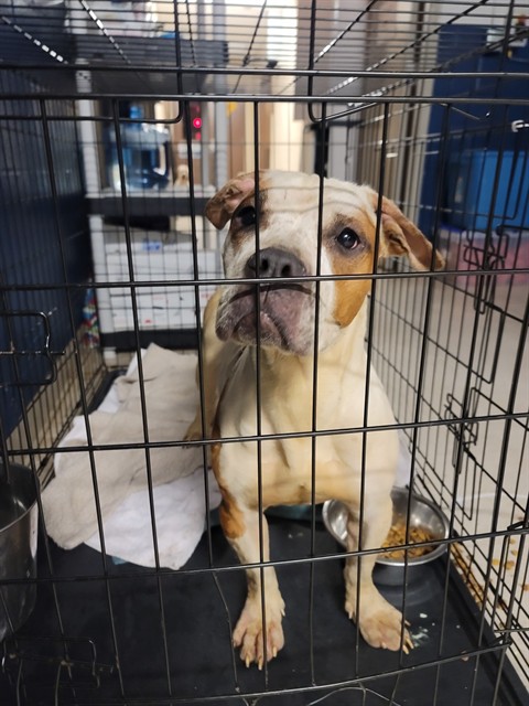 Shelter Stray Female Dog last seen Near BLOCK WAGNER AVE, 10521 Baur Blvd, Olivette, MO 63132, USA