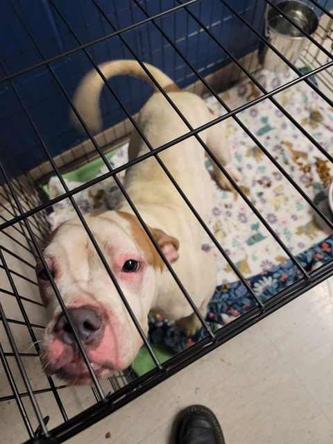 Shelter Stray Female Dog last seen Near BLOCK WAGNER AVE, 10521 Baur Blvd, Olivette, MO 63132, USA