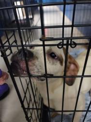 Shelter Stray Female Dog last seen Near BLOCK WAGNER AVE, 10521 Baur Blvd, Olivette, MO 63132, USA