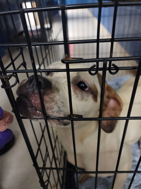 Shelter Stray Female Dog last seen Near BLOCK WAGNER AVE, 10521 Baur Blvd, Olivette, MO 63132, USA