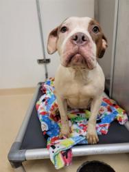 Shelter Stray Female Dog last seen Near BLOCK WAGNER AVE, 10521 Baur Blvd, Olivette, MO 63132, USA