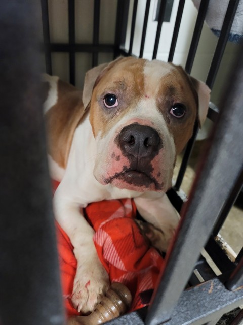 Shelter Stray Male Dog last seen Near BLOCK WAGNER AVE, 10521 Baur Blvd, Olivette, MO 63132, USA
