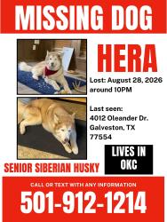 Reunited Female Dog last seen Near Oleander Drive in Galveston, Texas, Galveston, TX 77554