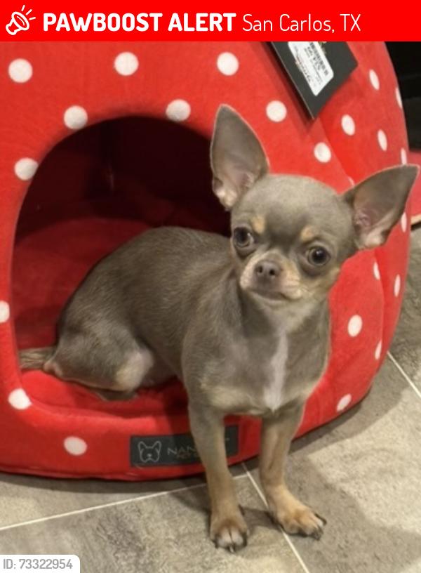 Lost Female Dog last seen Across from Sunflower Park, Edinburg, TX, San Carlos, TX 78542