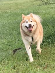 Reunited Unknown Dog last seen Near Mc Cullough Rd, Mocksville, NC 27028, USA, Mocksville, NC 27028