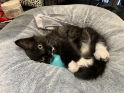 Lost Unknown Cat last seen Springwood Conservation Park, Springwood, QLD 4127