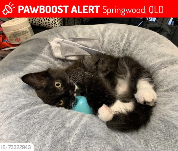 Lost Unknown Cat last seen Springwood Conservation Park, Springwood, QLD 4127