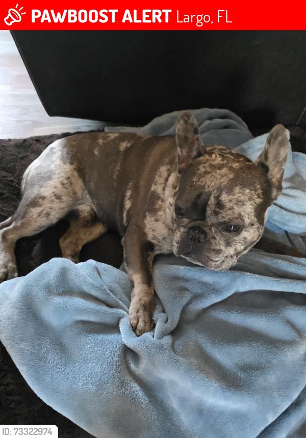 Lost Male Dog last seen 118th street n largo, fl, Largo, FL 33774